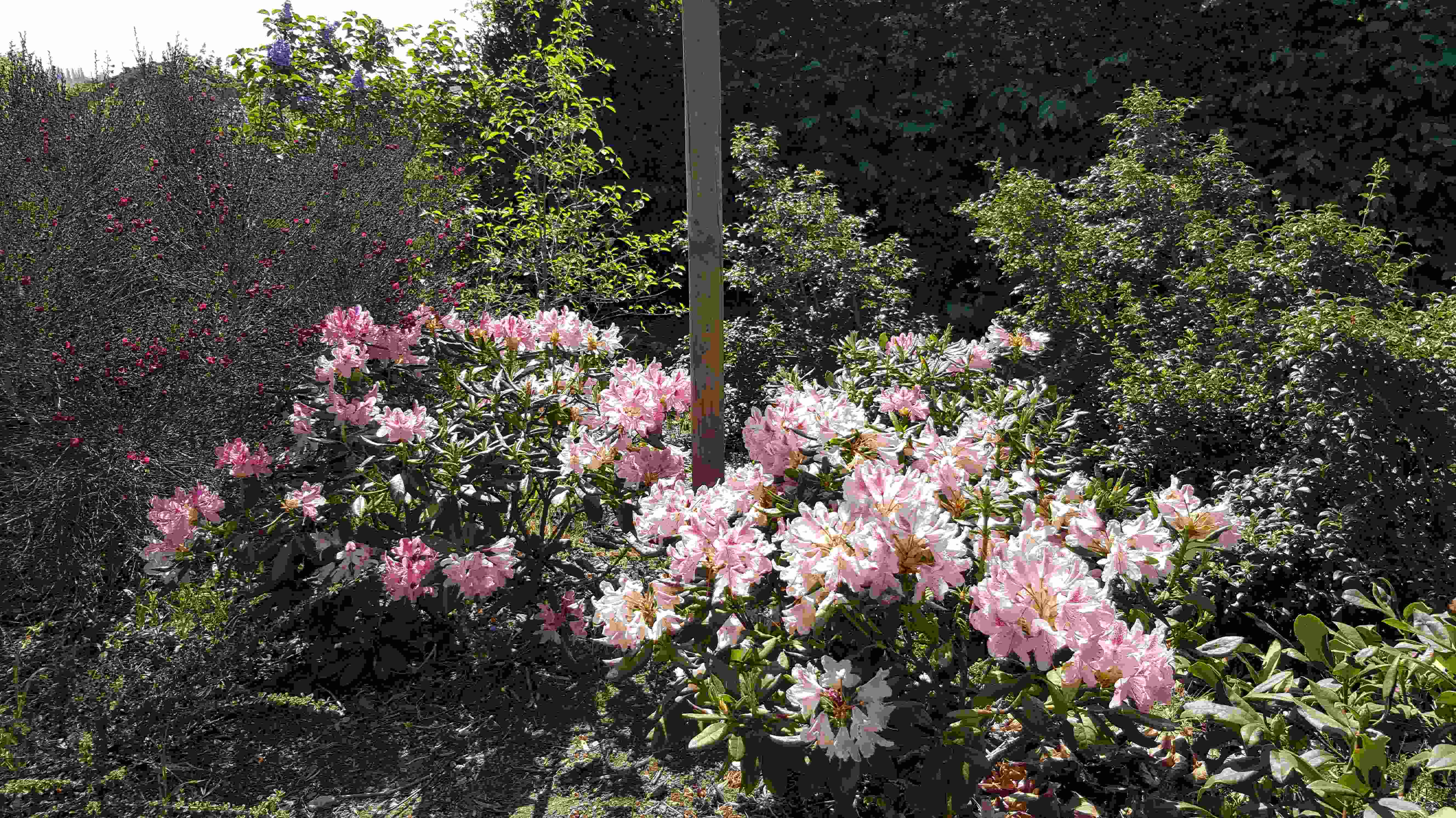 rhodo roses platane20200426_123207.jpg